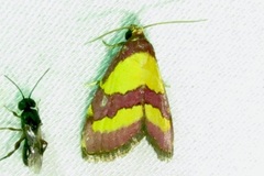 Phoenicophanta bicolor
