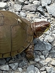Terrapene carolina triunguis
