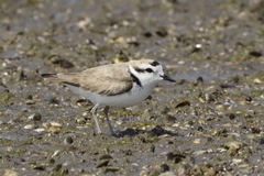 Charadrius nivosus