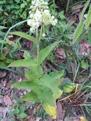Asclepias ovata