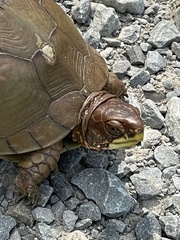 Terrapene carolina triunguis