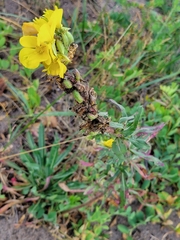 Oenothera
