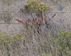 Aloe claviflora