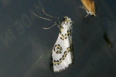 Philtraea elegantaria