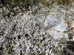 Stereocaulon saxatile