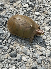 Terrapene carolina triunguis
