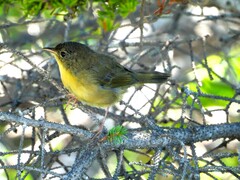 Leiothlypis ruficapilla