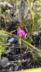 Disperis capensis capensis