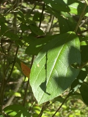 Aronia arbutifolia