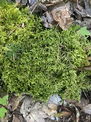 Pleurozium schreberi