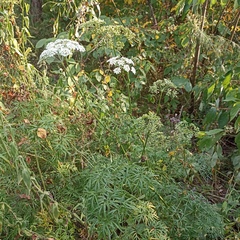 Cenolophium denudatum