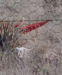 Aloe claviflora
