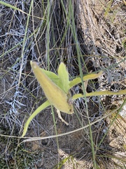 Asclepiadeae