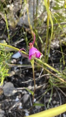 Disperis capensis capensis