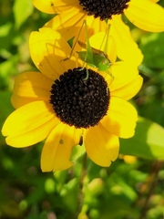 Conocephalus fasciatus