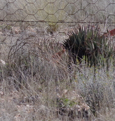 Aloe claviflora