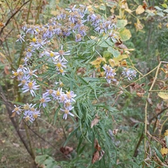 Galatella sedifolia