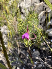 Disperis capensis capensis