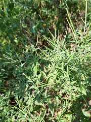 Epilobium coloratum