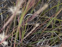 Plestiodon septentrionalis