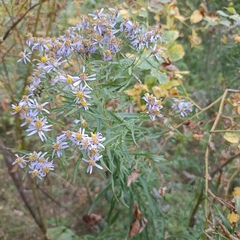 Galatella sedifolia