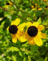 Conocephalus fasciatus