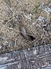 Plestiodon septentrionalis