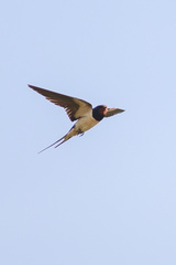 Hirundo rustica