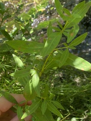 Lysimachia terrestris