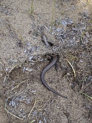 Plestiodon septentrionalis