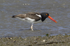 Haematopus palliatus