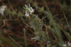Marrubium peregrinum