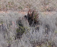 Aloe claviflora