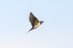 Hirundo rustica