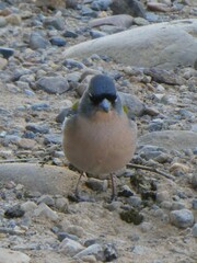 Fringilla coelebs africana