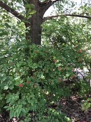 Viburnum opulus opulus
