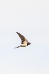 Hirundo rustica