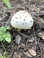 Agaricaceae