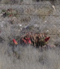 Aloe claviflora