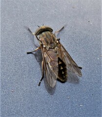 Tabanus novaescotiae