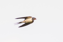 Hirundo rustica
