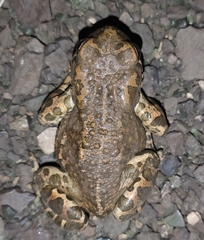 Bufotes viridis viridis