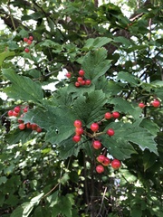 Viburnum opulus opulus