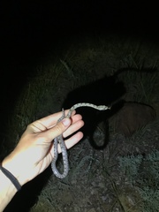 Pantherophis bairdi
