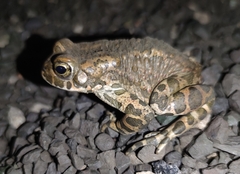 Bufotes viridis viridis