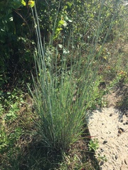 Schizachyrium scoparium