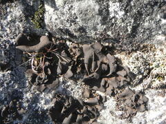 Umbilicaria deusta