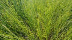 Muhlenbergia cuspidata