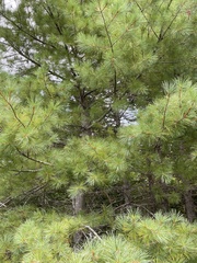 Pinus strobus