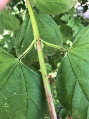 Viburnum opulus opulus